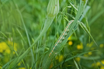 Green caterpillar on a field flower. The green caterpillar was hiding on the green stalk of the plant