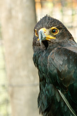 Eagle turned to his side and staring at you