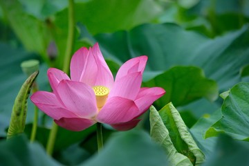 Obraz premium Pink water lily flower (lotus)