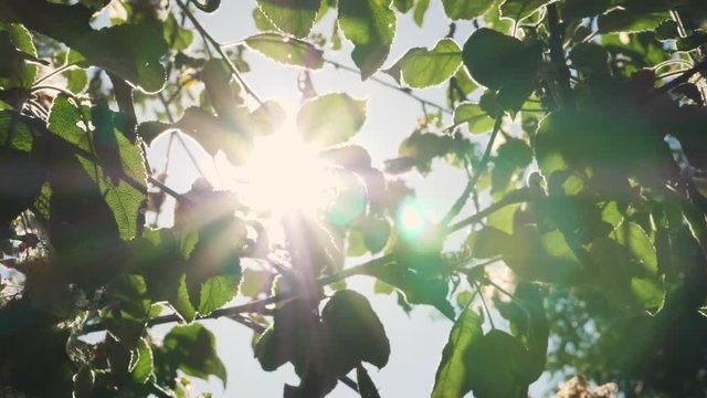 Slow Motion: Sun shines through green leaves. The bright rays of the sun shine through the green leaves of the apple tree
