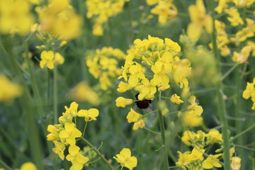rape flower