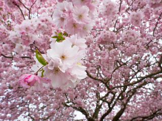 Obraz premium Flourish