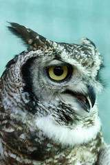 Side view of a owl standing