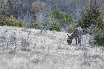 Donkey grazing on a field in Abruzzo, Italy