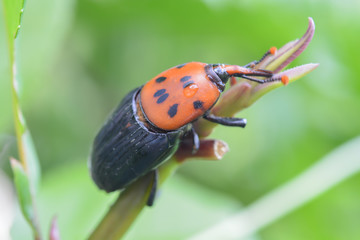 Black and orange insects