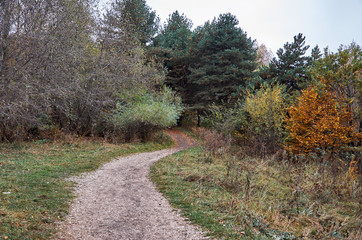 Autumn wild nature. Trees in yellow leaves.