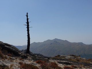 burned tree on top of a mountain