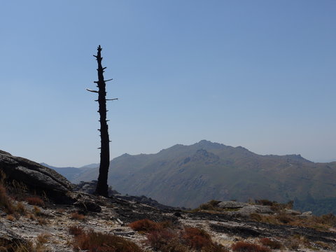 burned tree on top of a mountain