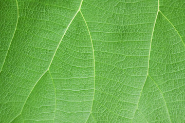 Patterns on leaves in nature