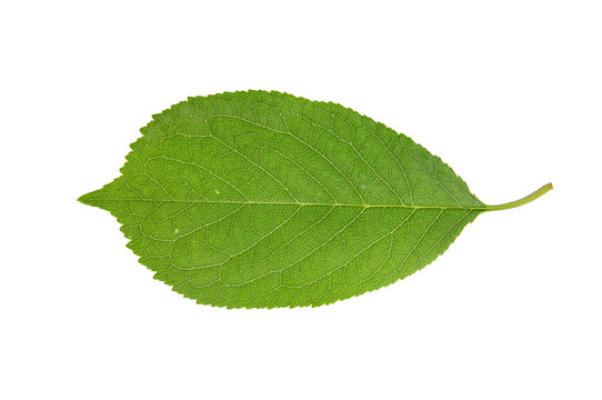 Green spring cherry tree leaf isolated on white