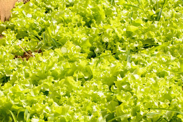 The vegetable salad in small agricultural, for family consumption.