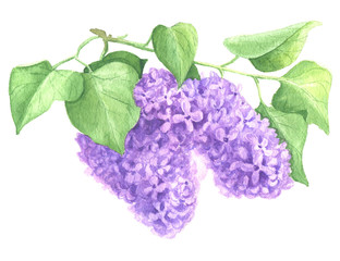 Watercolor hand drawn lilac botanical illustration with green leaves, floral branch isolated on white background.