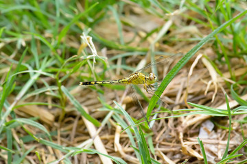 The dragonfly island on a leaf on a nature background.