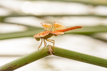 The dragonfly island on a tree branch on a nature background.