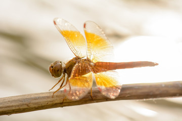 The dragonfly island on a tree branch on a nature background.