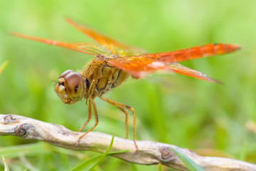 The dragonfly island on a tree branch on a nature background.
