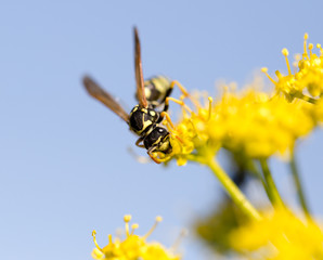 Wasp on yellow flower in nature