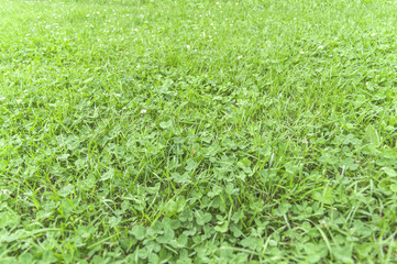 Green trimmed grass field background summer nature green lawn