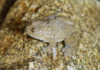 Kröte