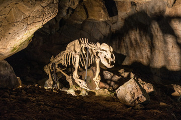 Fototapeta na wymiar Enlightened skeleton of the bear in the limestone Katerinska cave in Moravian Karst. Czech Republic