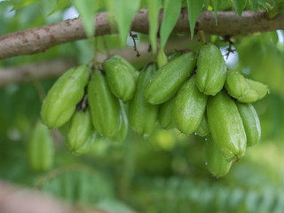 Organic Bilimbi, Bilimbing fruit ,Cucumber Tree