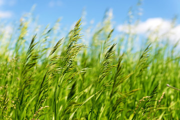Fototapeta na wymiar Bright vibrant green grass close-up