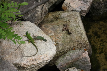 The lizard hunts butterflies
