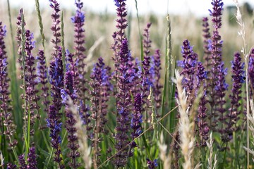 meadow with blue flowers