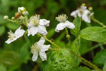 Rubus ulmifolius. Flores blancas de Zarzamora.