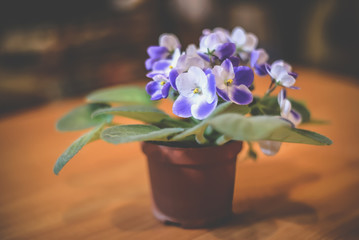 Pot of violets on the table