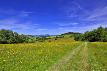 polna droga przez łąkę w piękny letni dzień