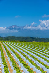 八ヶ岳と野辺山高原野菜