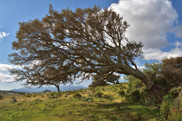 Korkeichenw&auml;lder in Sardinien 