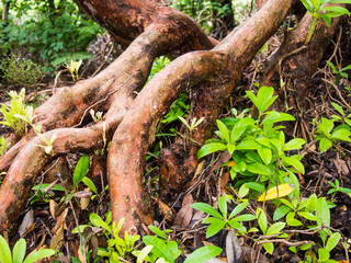 Tree Roots