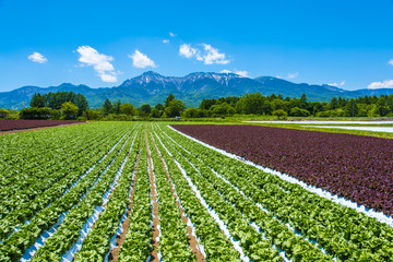 八ヶ岳と野辺山高原野菜