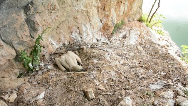 Griffon Vulture (Gyps Fulvus)
