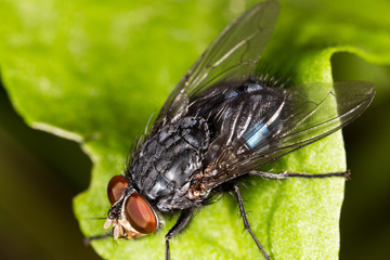 Portrait of a fly in nature.