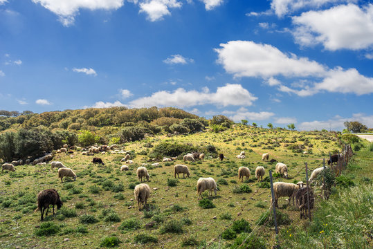 Sardegna, gregge di pecore al pascolo