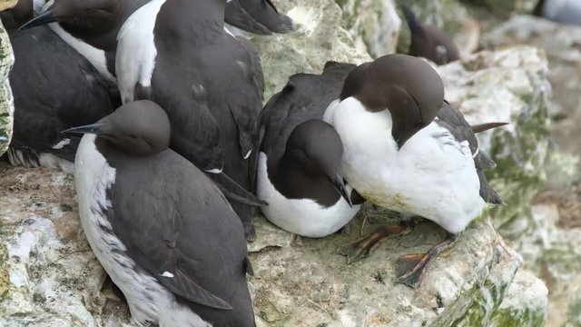 Guillemots on nesting site on UK east coast chalk cliffs.