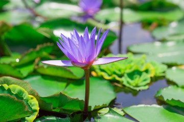 Violet water lily blooming in the midst of lily pads on a pond 