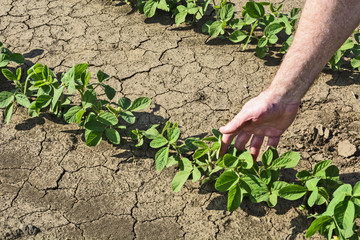 Hand of the farmer who controls the soybean