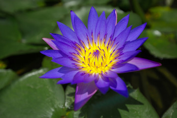 Violet water lily blooming in the midst of lily pads on a pond 