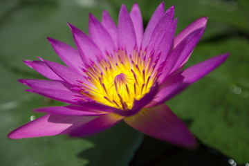 Pink water lily blooming in the midst of lily pads on a pond
