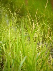 GRASS FLOWER