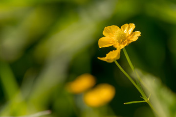 Wildflowers close-up, bright sunlight