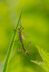 crane fly reproduction (tipula) on green branch