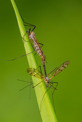 crane fly reproduction (tipula) on green branch
