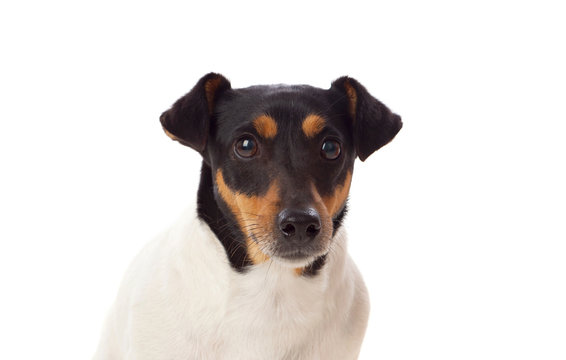 Beautiful small dog