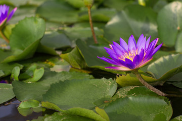 Violet water lily blooming in the midst of lily pads on a pond