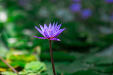 Violet water lily blooming in the midst of lily pads on a pond